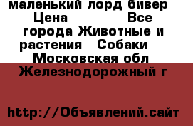 маленький лорд бивер › Цена ­ 10 000 - Все города Животные и растения » Собаки   . Московская обл.,Железнодорожный г.